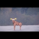 Watch A Scion FR-S Fail The 'Moose Test'